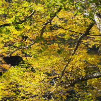14’秋の大山ぶなの森ウォーク