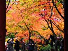 四季の寺 本土寺の紅葉を撮る