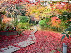 京都の落葉を眺めに行こう！2014年