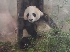2014一人旅　上海3日目　①上海動物園