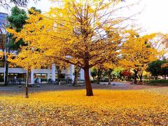 【動画】いちょうの黄葉シャワー・新宿戸山公園
