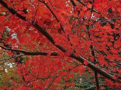 新そばと紅葉をもとめて奈良へドライブ