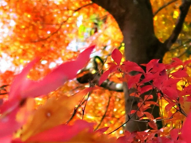 出遅れを一気に取り戻す紅葉狩り 穴場の足柄エリア 矢倉岳 そして夕日の滝 秦野 松田 足柄 神奈川県 の旅行記 ブログ By 琉球熱さん フォートラベル