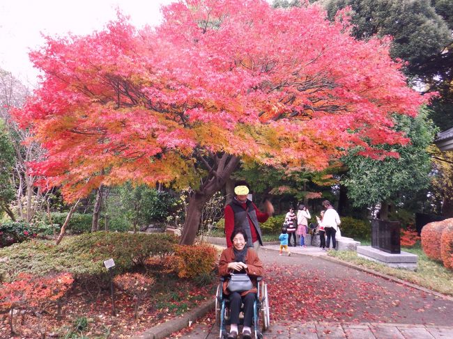 今年2度目の紅葉狩りはまだ紅葉見てないおばあちゃんを連れて♪場所選びで大事なのは、車で行ける事、車いすを<br />貸して貰えてそれで散策出来る事。似たような場所である本土寺が最盛期だけど、残念ながら車が境内に入れない(&gt;_&lt;)と言う訳で、ヒットした松戸駅からだと徒歩１０分ほどの戸定邸に決定。数年前にだんなさんと初めて行った<br />時の旅行記があるので、建物についての説明は今回はカットしました〜期待以上の美しさで3人共に大満足な一日<br />でした☆