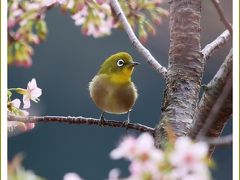 Solitary Journey ［1480］ 瀬戸内海に浮かぶ島々の紅葉＆みかん畑景色＆冬桜にメジロ ＜安芸灘とびしま海道を走り抜ける＞広島県呉市