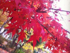 紅葉@目黒川(中目黒~目黒)　桜の名所は秋も凄い　Σ(σoσ　)!!