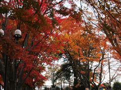 紅葉の名所もみじのトンネルを歩く（旧西那須野の大山元帥墓所と大山公園の紅葉を愛でる休日+乃木神社静沼の鴨と遊ぶ）