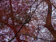 2013 秋　西国三十三ヶ所　長谷寺 と 室生寺