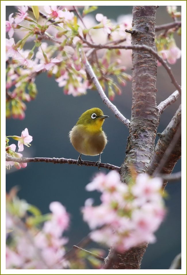 ■瀬戸内に浮かぶ島々の紅葉＆みかん畑景色＆冬桜にメジロ　 〜その１〜<br /><br />▼安芸灘とびしま海道・オレンジライン／広島県呉市<br />　２００８年８月、公募により１号橋（安芸灘大橋）から７号橋（岡村大橋）の区間愛称が「安芸灘とびしま海道」に決定しました。<br />　また、「しまなみ海道」をもじって「裏しまなみ海道」と呼ばれることもあります。また、５号橋から７号橋までを含む大崎下島から岡村島へと至る区間には「安芸灘オレンジライン」の愛称があります。<br /><br />【手記】<br />　この秋はちょっと紅葉観賞に嵌まってしまって、いろんな所をウロチョロしてきたのですが、この時期、紅葉スポットである中国山地の山々や神社仏閣の紅葉も色褪せて見ごろを過ぎてしまいました。<br />　さてさて、今日はどこへ行こうかナ？と言うことで、瀬戸内の安芸灘とびしま海道の島々へ今年最後の紅葉観賞へ出かけてきました。<br />　・・・と言うのは半分ウソで、実はとびしま海道沿いに冬桜が咲く場所があり、それを愛でることを第一目的として出かけてきました。メジロもたくさん集まっていて花もきれいに咲いていました。