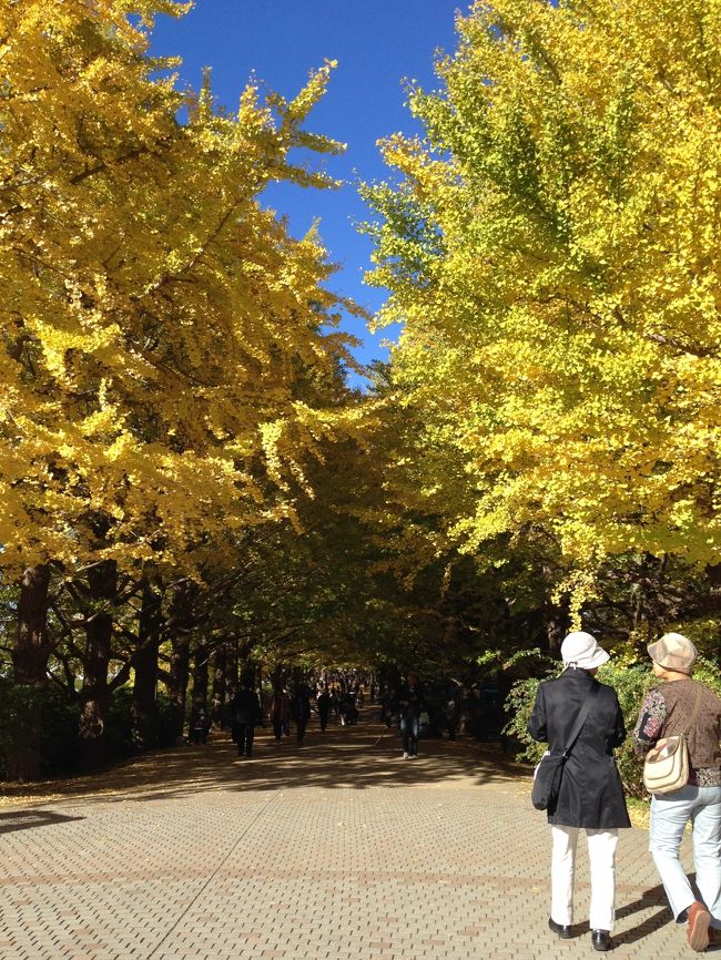 昭和記念公園の銀杏並木の紅葉を見に行きました。<br /><br /><br />公園にしては随分と入園料が高かったです。<br />先日の多摩動物公園が安かったので、ちょっとびっくりしました。<br />主人はシニア引きで210円とほぼ半額でした。<br />シニア割引も、外国に比べたら低いですね。<br />外国は一般の30%程度ですね。<br /><br />銀杏の紅葉を見た後、一周しましたが、<br />広い公園でした。<br />レンタサイクルもあり、サイクリング道もありました。<br />