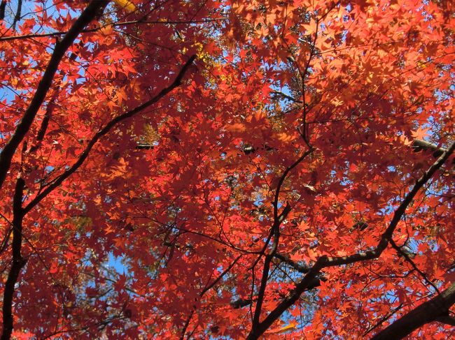 紅葉は見に行きたいけど、お金は使いたくない。行って見た事の有る所へも行きたくない。お昼ご飯までには帰って来たい。<br />そんな我侭はクリアしたのが、此処代々木公園でした。<br />何しろ入園無料。朝5時から(実質的には24時間)オープン。電車賃は片道195円のみ。<br />そりゃ代々木公園はバラの時期を始め、何度か訪れては居ます。が、紅葉目指して出かけた事は有りませんでした。<br /><br />最近とみに写りのシャープさに欠ける現コンデジを廃し、以前壊れるまで使って、そこそこ満足していたのと同じモデルをヤフオクで3000円でゲットして使ってみました。同じメーカーの安いコンデジですから大した違いは無いのですけどね。<br />