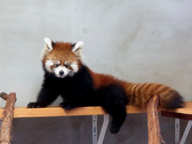 ２０１４年は、北は旭川市の旭山動物園から南は鹿児島市の平川動物公園まで、日本全国１７園で２７匹のシセンレッサーパンダが、１園で２匹のニシレッサーパンダがすくすく成長してくれています。<br /><br />今年はこれまで、南紀白浜アドベンチャーワールドの息子君＆娘ちゃん、愛媛県立とべ動物公園の優砥君、千葉市動物公園のメイタ君、仙台市八木山動物園のコウメちゃんとスモモちゃん、長野市茶臼山動物園のポポ君とジャジャちゃん、周南市徳山動物園のヒコ君、徳島市とくしま動物園のあんこちゃんときなこちゃん、旭川市旭山動物園の友友ちゃん、札幌市円山動物園のホクト君、京都市動物園のムータン君、秋吉台自然動物園サファリランドのとうや君といちはちゃん、佐世保市九十九島動植物園森きららの双子ちゃん、鹿児島市平川動物公園のキラ君とソラちゃん、多摩動物公園のヤンヤン君、フーフー君、ライライ君、そして、熱川バナナワニ園の２匹と合計２３匹のシセンレッサーパンダと２匹のニシレッサーパンダのおチビちゃんに会うことができました。<br /><br />今日は２年連続で出産し育児中のシーちゃんと娘のまつばちゃんに会いに静岡市日本平動物園に足を運びました。<br />シーちゃんが人工哺育で育ったために初産だった昨年はちゃんと育児をしてくれるのか少なからず心配をしたものですが、シーちゃんはそんな回りの心配をよそに初産とは思えない見事な子育てをしてくれました、そして、今年は・・・もう安心して子育てを任せれるお母さんになっていました。<br /><br />７月１７日生まれの女の子はまつばちゃんと命名されました。<br />あまり聞きなれない名前ですが、昨年生まれのお姉ちゃんのミホちゃんと合わせて世界遺産の三保の松原・・・ここに世界遺産姉妹の誕生です！！<br /><br /><br />これまでのレッサーパンダ旅行記はこちらからどうぞ→http://4travel.jp/travelogue/10652280