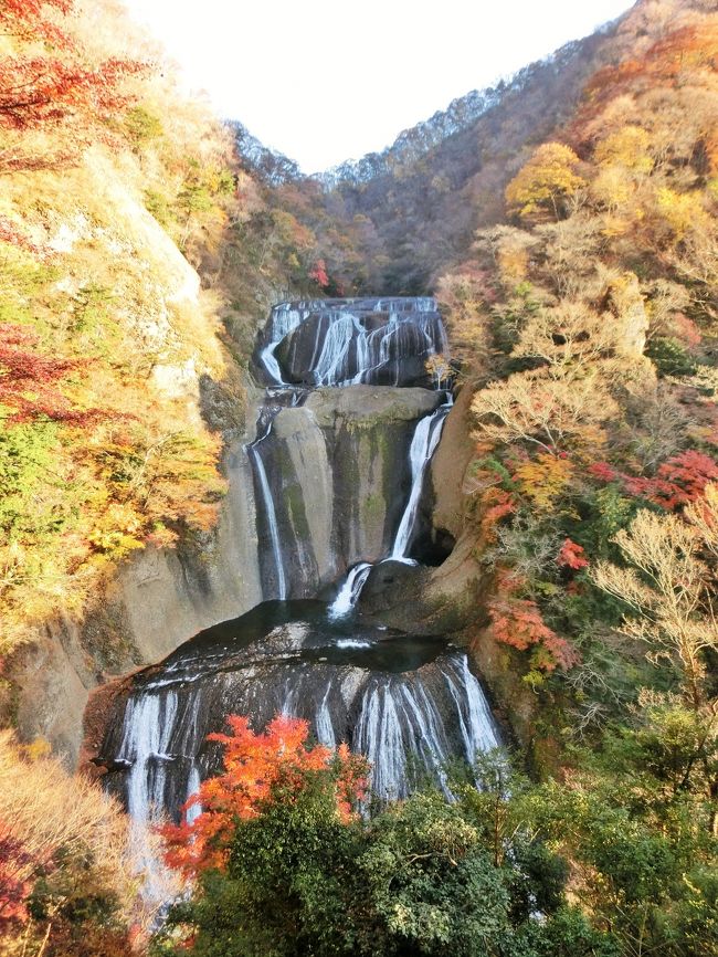 日本三大名瀑の一つに挙げられる『袋田の滝』に行って来ました。<br /><br />周囲の山は紅葉真っ盛り！！<br /><br />滝川が４段に岩肌を落ちることから「四度の滝」とも呼ばれている巨大な滝です。<br />日が暮れるとライトアップによる幻想的な滝が楽しめます。<br /><br />紅葉の時期ということもあり多くの人出で賑わっていましたが、大いに楽しむことができました。