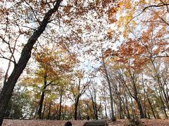 ぎりぎり見頃の森林公園の紅葉とレッサーパンダ詣2014（１）森林公園の紅葉・前編：わんぱく広場・紅黄葉樹園から渓流広場のオオモミジ＆都市緑化公園のコウテイモミジと落ち葉絨毯の上のお散歩ワンちゃんたち