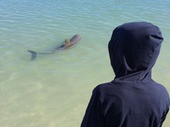 西オーストラリア・長距離ドライブの旅【３】～野生のイルカに餌付け体験、ストロマトライト