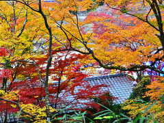 2014紅葉（12）東海一の紅葉...香嵐渓もみじまつり