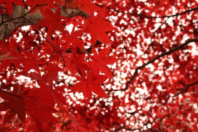 今年2014年の森林公園の紅葉撮影散策は、これまでと違って西口からアクセスしたおかげで、森林公園の紅葉ハイライトとともいうべきカエデ園では、まだ元気のある午前中から紅葉撮影にチャレンジすることができました。<br />そして約２時間。<br />今の私では撮りたい紅葉パターンも出尽くし、そろそろ動物園とはしごすべく、紅葉散策は切り上げようと思ったときに、雲間からきらきらと太陽の光が───！<br />このタイミングとはなんたる皮肉、私を森林公園に引き留めようとしとるんかい！？<br />なんてはずはないけれど、そう思ってしまったくらいです（苦笑）。<br /><br />やはり日が差し込んだときの方が紅葉が輝いて見えました。<br />今年の紅葉は去年よりところどころ緑混じりが多いと思いますが、赤と黄と緑の三色グラデーションは、晴れているときの方が写真の中でもきれいに色が出ました。<br /><br />でも、本日はずっとずっと曇天の中で紅葉撮影していたので、私自身はすっかり曇天モードになっていて、いまさら晴天モードにすぐに切り替わらな〜い！<br />と思ってしまいました。<br /><br />幸か不幸か、日が差したのはほんのひととき。<br />それも、カメラを構えてフレーミングしている最中にすぐに翳ってしまうくらいの瞬間的なものが何度か、という程度。<br />葉っぱ自身の影に邪魔されない曇天の紅葉は、曇天モードに入ってしまえば撮りやすかったです。<br />それに今年の紅葉は、一段と葉っぱの形がきれいだと思ったのですが、そのきれいな葉っぱのシルエットも曇天の方がとらえやすかったです。<br />葉っぱは今年は全体的に小ぶりで、大きく成長しなかったかもしれませんが、その分、さらにお星様のようにきらきら@<br />そんな中にさまざまな種類のカエデや風情ある名を持つ品種など、カエデ園でもほんとにいろんなカエデが楽しめるのが森林公園のカエデ園散策。<br /><br />また、これまでの６回の森林公園紅葉散策と違って、カエデ園に逆から入ってきたので（むしろこの方がカエデ園の入口）、たいてい時間をかけてしまう最初の方に出会う木もこれまでと違う木になりました。<br />名のある品種は今までだとだんだんと力尽きてしまうあとの方に多かったのですが、今回はそれらに先に向かい合うことができました。<br /><br />＜いつもと違うコースで回った森林公園の紅葉撮影散策と埼玉こども動物自然公園を１日ではしごした日の旅行記のシリーズ構成＞<br />□（１）森林公園の紅葉・前編：わんぱく広場・紅黄葉樹園から渓流広場のオオモミジ＆都市緑化公園のコウテイモミジと落ち葉絨毯の上のお散歩ワンちゃんたち<br />■（２）森林公園の紅葉・後編：落ち葉絨毯と真紅・黄金に色づいた紅葉ハイライトのカエデ園<br />□（３）紅葉の埼玉こども動物自然公園で、キリンのプリンちゃんと赤ちゃんのモミジちゃん、ヒメマーラと放し飼いマーラ、そしてレッサーパンダのラテくんになんとか会えた！<br /><br />※これまでの中でもサイコーだった去年2013年の森林公園の紅葉旅行記<br />2013年11月23日<br />「今年は当たり年の森林公園の紅葉散策（前編）今年は一段と濃ゆい紅葉を途中までマクロレンズでがんばった駅前サイクリングコースから日本庭園を経て野草コースまで」<br />http://4travel.jp/travelogue/10834783<br />「今年は当たり年の森林公園の紅葉散策（後編）あちこちに黄金がちりばめられた森林コース＆深紅・朱色・黄色と見事なカエデ園」<br />http://4travel.jp/travelogue/10835053<br /><br />森林公園の公式サイト<br />http://shinrin-koen.go.jp/<br /><br />＜タイムメモ＞<br />08:45頃　家を出る<br />09:25　森林公園駅に到着<br />09:44　森林公園駅前発の国際十王バス（09:23発に乗り損ね）に乗車<br />10:00　西口から森林公園に入園<br />10:05-10:20　わんぱく広場の冒険コースの紅葉<br />10:45-11:10　紅黄葉樹園とイロハモミジ等<br />11:20-11:40　渓流広場のオオモミジ<br />11:50-13:40　カエデ園<br />13:40-13:45　都市緑化植物園とコウテイダリア<br />14:10頃　西口から森林公園を出る<br />14:12　森林公園西口発の国際十王バスに乗車<br />14:39　森林公園駅発の東武東上線（急行）に乗車<br />14:55　高坂駅発の鳩山ニュータウン行きバスに乗車<br />15:05　埼玉こども動物自然公園に入園<br />15:10-15:20　キリンのプリンちゃんとモミジちゃん<br />15:25-15:35　やきとりとけんちん汁休憩（遅めのランチ）<br />15:40-15:45　ピーターラビットの森<br />15:50-16:00　放し飼いマーラとヒメマーラ<br />16:05-16:25　レッサーパンダのラテくん<br />16:30　埼玉こども動物自然公園を出る<br /><br />森林公園の旅行記の目次を作成しました。<br />「花と自然紀行〜武蔵丘陵 森林公園〜目次」<br />http://4travel.jp/travelogue/10866790<br />
