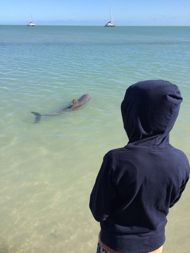 モンキーマイアの朝はビーチで野生のイルカに餌付け体験！とってもかわいいイルカ達が数頭遊びに来てくれました。<br /><br />もうちょっとゆっくり滞在したかったけれど、泣く泣くチェックアウトして、シャーク湾を南下。世界遺産・ハメリンプールのストロマトライトを見学。生命の神秘！<br /><br />その後はちょこちょこと絶景を見つつ、本日の宿があるセルバテンスへ。