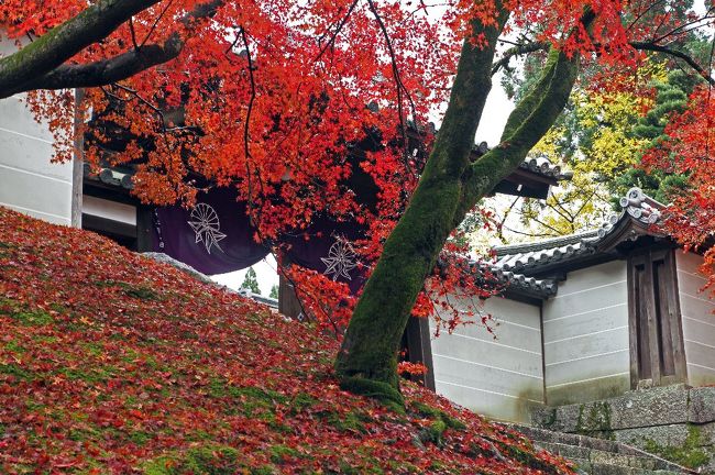 円光寺の庭を攻略後、曼殊院に向かう。円光寺から15分ゆるい坂を上ったり下りたりする。何とか到着。蒸し暑くて大変でした。<br /> 以前、来た事があるのですが、記憶には幽霊の掛け軸しか記憶にありません。情けない限りである。<br /> 以前、写真でここの庭と紅葉を見て撮りたいと思った。人は土曜日10時過ぎ、雨のち曇りの状態だったのでまあ多いといった感じ。泉州の晴れの3連休ならまさに地獄絵図であったろうと思われる。名古屋弁や大阪弁が飛び交う中の撮影である。部屋の中は写真は禁止で、縁側ないしは外に向かって撮るのはありということでした。<br /> 一応禁止事項は、部屋の中の撮影、荷物は欄干などに立てかけないということでした。あと座り込んで場所を占有するばばあは、邪魔の限りでした。空いていればOKですが混んでいるときには???です。<br /> しかしここはゆっくり眺めるといいところで、1度ならず2度も回ってしまいました。2度目の鑑賞は、違ったものが見えて素敵でした。<br /> 曼殊院(まんしゅいん)は京都市左京区一乗寺にある天台宗の仏教寺院である。山号はなし。本尊は阿弥陀如来、開基(創立者)は是算(ぜさん)である。竹内門跡とも呼ばれる門跡寺院(皇族・貴族の子弟が代々住持となる別格寺院のこと)であり、青蓮院、三千院(梶井門跡)、妙法院、毘沙門堂門跡と並び、天台五門跡の1つに数えられる。国宝の黄不動画像や曼殊院本古今和歌集をはじめ、多くの文化財を有する。近畿三十六不動尊第十七番。<br /> 曼殊院を東山山麓の現在地に移し、寺観を整えたのは29世門主の良尚法親王であった(法親王とは皇族男子で出家後に親王宣下を受けた者の称である)。曼殊院の現在地への移転は明暦2年(1656年)のことで、現存する大書院(本堂)、小書院などはこの時のものである。この地は曼殊院と同じく比叡山の小坊の1つで慶滋保胤らによって勧学会が開かれたものの後に廃絶した月林寺の跡地であったと言われている。<br /><br />良尚法親王は桂離宮を造営したことで名高い八条宮智仁親王の第二皇子であり、後水尾天皇の猶子であった。良尚法親王は天台座主(天台宗最高の地位)を務めた仏教者であると共に茶道、華道、香道、和歌、書道、造園などに通じた教養人であり、当代文化に与えた影響は大きかった。曼殊院に伝存する茶室、古今伝授資料(古今和歌集の秘伝を相承するための資料)、立花図(池坊流2世池坊専好の立花をスケッチしたもの)などの文化財は法親王の趣味と教養の広さを示している。<br /> 境内は比叡山西麓に位置する。入口である勅使門の左右の塀は5本の水平の筋が入った築地塀で、門跡寺院としての格式の高さを表している。主要な建物としては玄関、大書院、小書院、庫裏、護摩堂などがある。中心になる仏堂はなく、本尊は大書院の仏間に安置されている。枯山水庭園は小堀遠州の作といわれる。<br /><br />大書院(本堂)<br />明暦2年(1656年)の建築。仏間に本尊阿弥陀如来立像を安置することから「本堂」とも呼ぶが、解体修理の際に発見された墨書等から、建設当時は「大書院」と称されたことが分かる。寄棟造、?達(こけら)葺きの住宅風建物である。正面東側に「十雪の間」、西側に「滝の間」があり、「十雪の間」背後には「仏間」、「滝の間」背後には「控えの間」がある。建物内の杉戸の引手金具には瓢箪、扇子などの具象的な形がデザインされ、桂離宮の御殿と共通したデザイン感覚が見られる。「十雪の間」の床の間には木造慈恵大師坐像(重要文化財)を安置し、仏間には本尊阿弥陀如来を中心とする諸仏を安置する。<br />小書院<br />大書院(本堂)の東北方に建つ。大書院と同時期の建築で寄棟造、?達(こけら)葺きである。間取りは東南側に八畳の「富士の間」、その北に主要室である「黄昏(たそがれ)の間」がある。黄昏の間は、七畳に台目畳二畳の上段を備え、床(とこ)・棚・付書院をもつ。床脇の棚は多種類の木材を組み合わせたもので「曼殊院棚」として知られる。建物西側は二畳の茶立所を含むいくつかの小部屋に分かれている。二畳室は板床(いたどこ)があり、炉が切ってあって、茶室としても使用できるようになっている。「富士の間」「黄昏の間」境の欄間の透かし彫りや、七宝製の釘隠し(富士山をかたどる)もこの建物の特色である。小書院の北側には前述の二畳の茶立所とは別の茶室が付属し、「八窓席」の名で知られる。<br />八窓軒<br />小書院の北側に隣接して建つ茶室。大書院・小書院と同時期の建築と考えられる。平三畳台目、中柱、下座床の席。小堀遠州風の意匠が随所に見られる。東側の壁の連子窓の上に下地窓を重ねる手法は珍しく、遠州好みとされている。天井は東側(躙口側)を化粧屋根裏、西側(床の間側)を平天井とする。この平天井が点前畳の上まで続き、点前座を落ち天井としないのは古い手法である。躙口上の連子窓は虹のような影が生じることから「虹の窓」と呼ばれて名高い。<br /><br /><br />