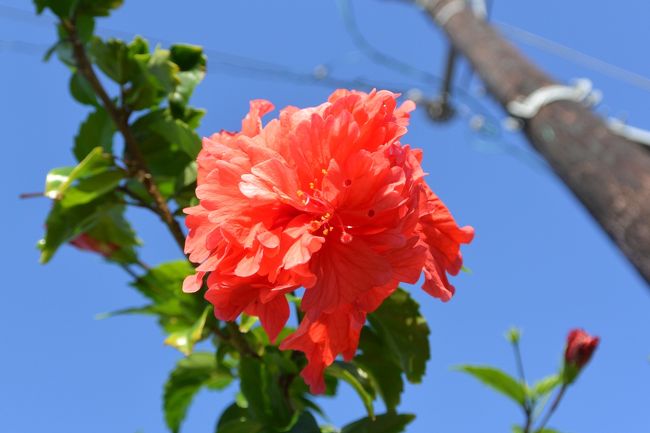 竹富島に到着♪<br />天気は晴れ～～～<br />っていうか暑すぎるんですけど！！！<br />でも雨よりもイイしね～(*^_^*)<br /><br />初めての竹富島で自転車観光（笑）<br />私は高校卒業後２度目の運転(#^.^#)<br />久々の自転車は慣れるととても楽しくて<br />非日常でしたぁ(^^)<br /><br />天気に恵まれとっても綺麗な海が見れ、夕日も眺め<br />最高の竹富島滞在となりましたぁ♪