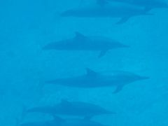 ～イルカ・クジラ・海亀と泳ぐ～ラッキーが続くオアフ旅～