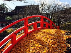 京都の紅葉 見納めツアー