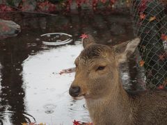 奈良コミュ第４回オフ会☆紅葉の奈良公園と葛料理☆鹿も、おめかししちゃってる～(*^_^*)