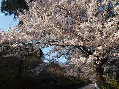 桜の季節の長瀞へ行ってみました＾▽＾