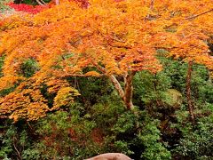 宮島Ｂ　もみぢ谷公園＊もみじまつり　紅葉　☆五重塔・表参道・町家通リも