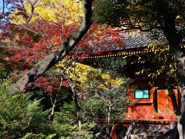 　東京科学博物館でヒカリ展を開催中です。<br />光のふしぎ、未知の輝きに迫る、と副題が付き、新聞の評価もそこそこです。<br />見に行く事にし、ついでに紅葉も楽しもうとカメラを持参します。<br />　上野に着くと、先ずいつもきれいな紅葉を見せて呉れる東照宮へ向います、しかし今年の紅葉はちょっと違います。はなやかさに欠けます、赤黄青の彩りも良くありません。時期が悪いのか、気候の加減かよく判りません。<br />　灯籠や五重塔をバックに紅葉を写すのですが気に入りません、そこで五重塔が建つ動物園に入り、園内から写す事にします。　　入ったついでにパンダも見て来ました。<br />　先ずは２０１４年上野公園、秋の風情をご覧下さい。<br /><br />　　　　表紙の写真は、動物園の中から見た五重塔の風景です。