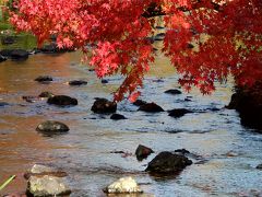 紅葉もクライマックス♪　名古屋街歩き　七里の渡し～白鳥公園～フラリエ～栄まで