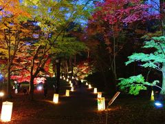 「紅葉見ナイト」を見ないと！　～森林公園で見る黄色い夜空の紅い天の川とイルミネーション～