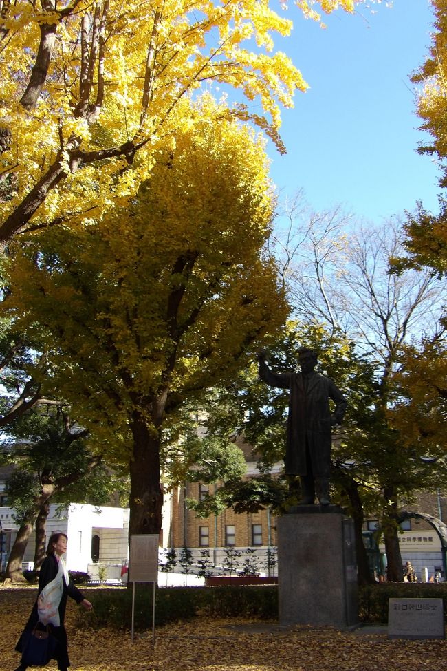 　上野公園（上野恩賜公園）が東叡山寛永寺の跡地であったことが実感できるのは銀杏の木の多さであろうか。国立西洋美術館横から国立科学博物館前は銀杏の林になっており、この季節は銀杏の葉が黄色く色付くことでその多さに驚く。<br />　しかし、これらの銀杏の木の多くは寛永寺の時代に植えられたものではないだろう。生長が早い銀杏の木では100年経たなくても大木となるからだ。この銀杏の林は昭和初期から戦前の頃に植えられたものであろうか。また、ギンナンが実る雌株は殆どないことも、江戸時代であれば食べられるギンナンが重宝されたであろうが、近代化された後では実ったギンナンの臭いが敬遠されて雄株だけを選んで植えたとも考えられる。そうした中にも雌株が少し混じってしまい、この林の中にもギンナンを付ける雌株が存在しているのであろうか？<br />　いずれにしろ、この時期の上野公園は桜を除くと赤く色付く木々は少なく、黄色い銀杏だけが目に付く。これも上野の晩秋から初冬の風物詩であろう。<br />（表紙写真は上野公園・野口英世像脇の銀杏）