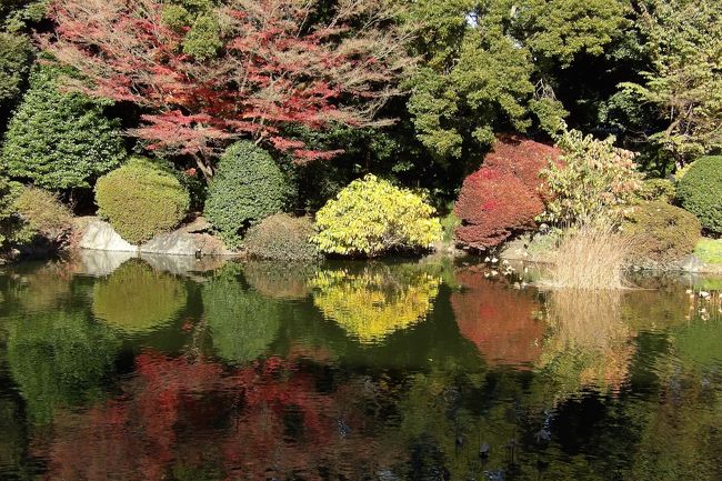 　秋季皇居乾通り一般公開の初日に出かけ、帰りに上野の東京国立博物館に寄ってみた。特別展「日本国宝展」（後期）が開催されている平成館に行く前に東洋館側から庭園に入り、平成館横に出た。<br />　皇居乾通りよりも落葉が進んでいたが、もみじ類はより赤く色付いている。何とか、最終日までのあと5日間は持ってほしいものだが…。<br />（表紙写真は水面に映る植込み）