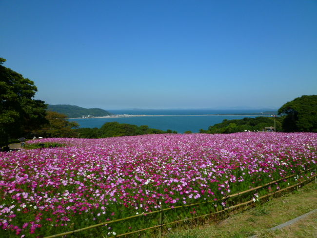 日帰りで、能古島アイランドパークに満開のコスモスを見に行って来ました〜♪<br />コスモスもほぼ満開♪<br />コスモス畑のピンクとその先に見えるマリンブルーが色鮮やかでとてもキレイでした♪<br />フェリーで渡りのんびりした後、ご当地バーガーの【のこバーガー】を食べて帰路へ…。