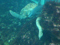 下田海中水族館を楽しみました