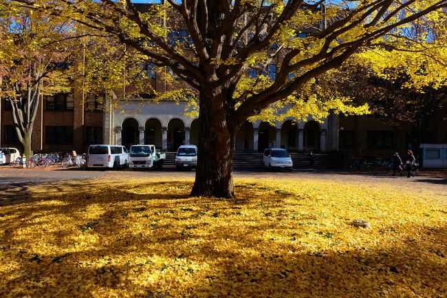秋の東京大学構内の黄葉の美しさを知る私<br /><br />今年も　散歩に　充分満足の　東大です。<br /><br />東京大学<br />http://www.u-tokyo.ac.jp/index_j.html