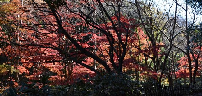 横浜に有る県立四季の森公園は、四季折々の花が４５ヘクタールもの広い公園に咲きこぼれる。<br />春は桜、初夏は花菖蒲だが、この時期はイチョウやモミジの紅葉が綺麗である。<br /><br />横浜は、自然な公園が多く、遠出をしなくても紅葉が存分に楽しめる。<br />京都の寺院や庭園の紅葉も良いが、自然な環境の紅葉も素晴らしい。<br />