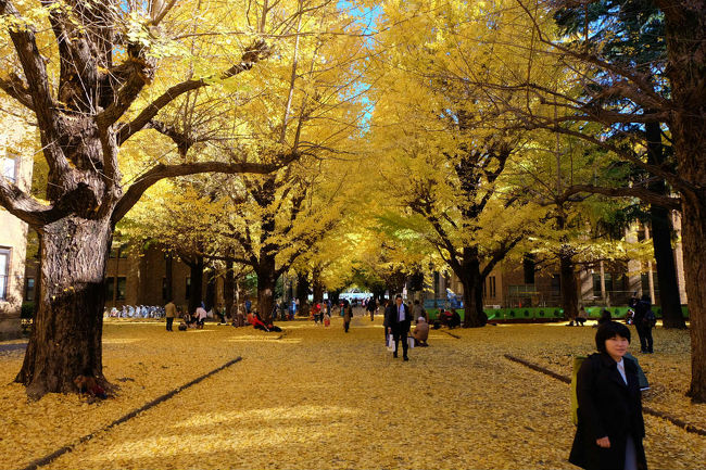 秋の東京大学構内の黄葉の美しさを知る私<br /><br />今年も　散歩に　充分満足の　東大です。<br /><br />今年は最高の日に来たようです<br /><br />三四郎池の紅葉も見事でした。<br /><br />東京大学<br />http://www.u-tokyo.ac.jp/index_j.html