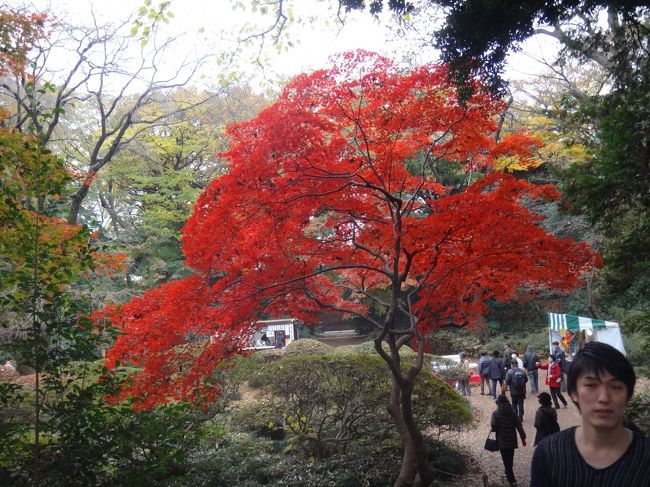 既に紅葉は終わりを迎えていました。