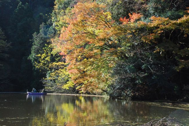 亀山湖紅葉クルーズは、猪の川渓谷と笹川渓谷を巡る２コースがあります。<br /><br />まず、猪の川渓谷クルーズから紹介します。<br /><br />湖面から眺める紅葉は間近に見ることができ、青空に浮かぶ紅葉も満喫できます。<br />