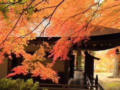 これぞ紅葉、南河内の秋色に染まるお寺さん