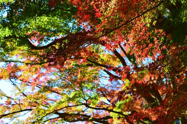 鎌倉の紅葉は11月下旬から12月上旬頃まで楽しめる遅い冬の紅葉。<br />今年は色々な場所の紅葉を楽しんできましたが、もうそろそろ見納めです。<br />6月にあじさいを見に鎌倉に行きましたが、秋の鎌倉は初めてでした。<br />色々な見所があるので、どこに行こうか迷いましたが、とりあえず「鎌倉のおすすめ紅葉スポット」で紹介されている王道スポットに行くことにしました。笑<br />穴場な場所にはまた次回♪<br />北鎌倉駅から、「円覚寺」→「明月院」→「長寿寺（少し）」→「建長寺」→「鶴岡八幡宮」→ランチ→まで歩いて鎌倉駅へ。<br />その後は、江ノ電で長谷駅へ向かい「長谷寺」のライトアップを楽しんできました。<br />（写真が大量になってしまいましたが、自己満でお許しください(ーー;)）