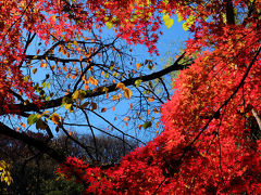 ２０１４　秋　東京大学散歩−３　紅葉の三四郎池