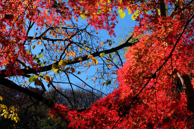 秋の東京大学構内の黄葉の美しさを知る私<br /><br />今年も　散歩に　充分満足の　東大です。<br /><br />今年は最高の日に来たようです<br /><br />三四郎池の紅葉も見事でした。<br /><br />東京大学<br />http://www.u-tokyo.ac.jp/index_j.html