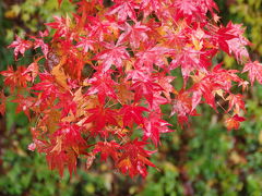 紅葉の京都大原