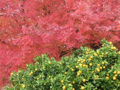 2014   我が家周辺の晩秋