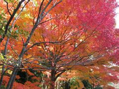 奈良県の馬見丘陵公園から大阪府の府立花の文化園へ紅葉をもとめて。
