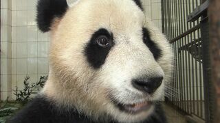 中国 / 雅安　雅安碧峰峡パンダ保護基地行って、可愛いパンダちゃんたちと過ごす一日♪