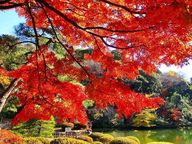 新江戸川公園・椿山荘の紅葉